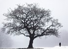 John Scholey - Winter Tree.jpg